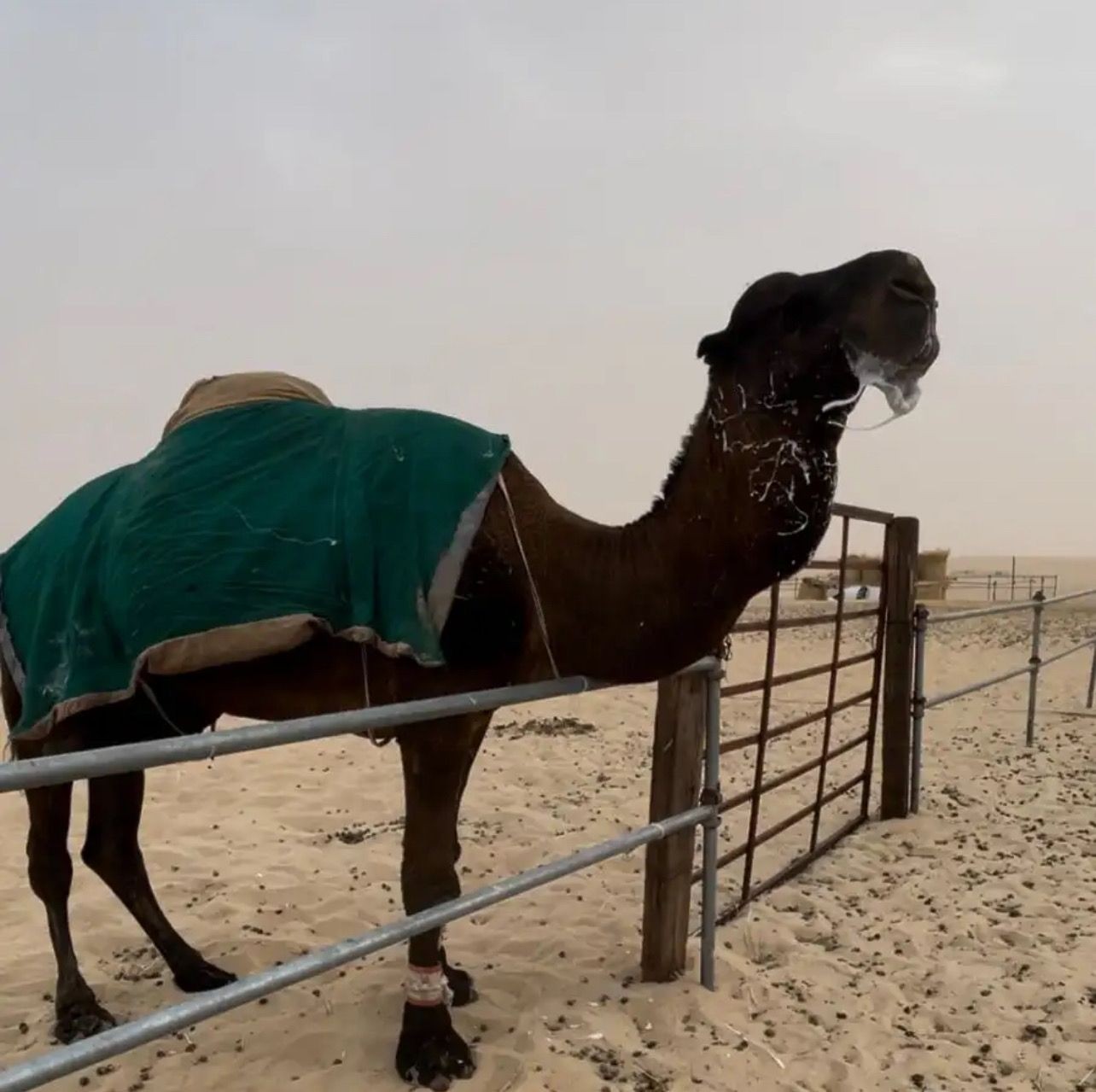 صورة المنتج